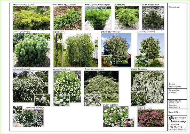 Используемые для озеленения растения — выбор и применение в дизайне садового ландшафта