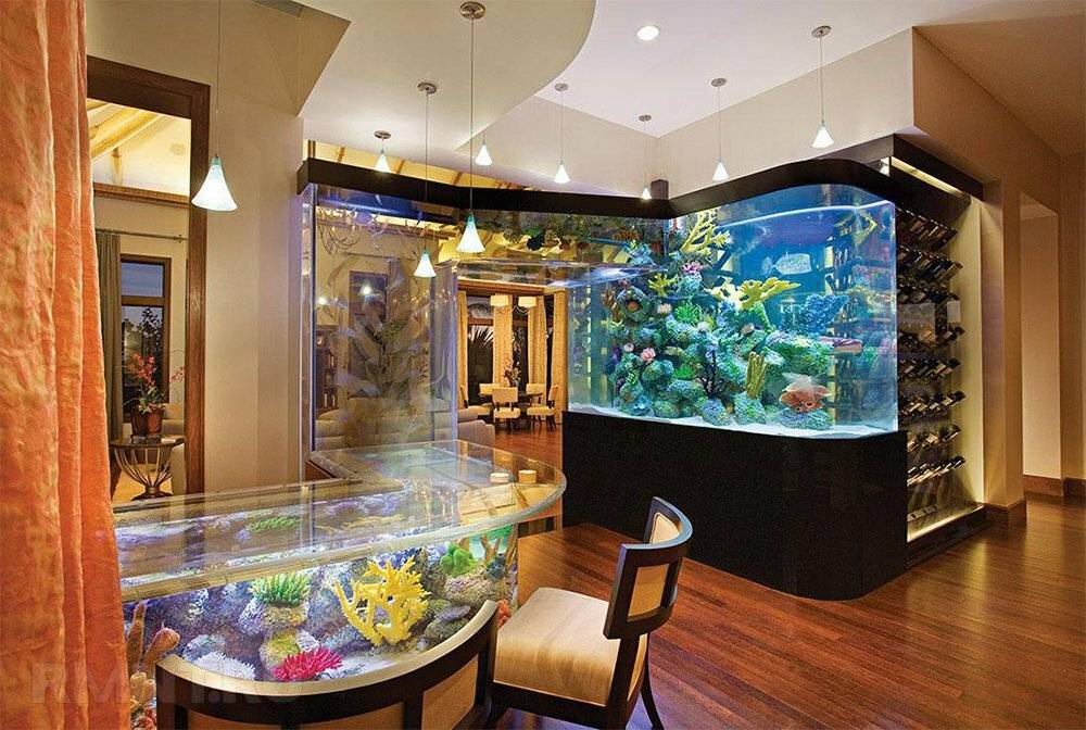 Круглый аквариум: преимущества и недостатки. фото, описание, рекомендации