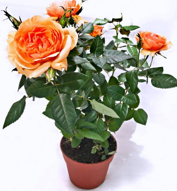 Комнатная роза – уход и пересадка после покупки в домашних условиях, названия сортов с фото, вредители и болезни