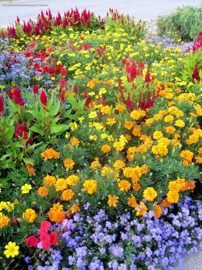 Выбор и применение цветов в ландшафтном дизайне сада
