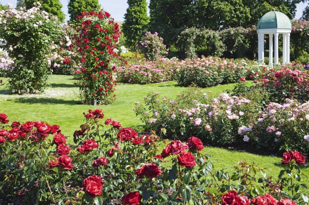 Плетистые розы в ландшафтном дизайне + фото