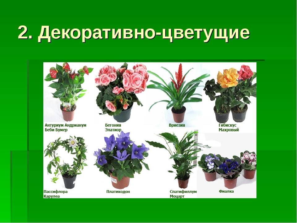Необычные комнатные растения (45 фото): описание редких и экзотических цветов для дома. какие интересные домашние древесные растения можно вырастить?