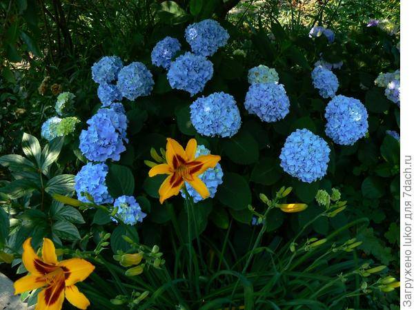 Садовые цветы, которые цветут все лето: фото и названия