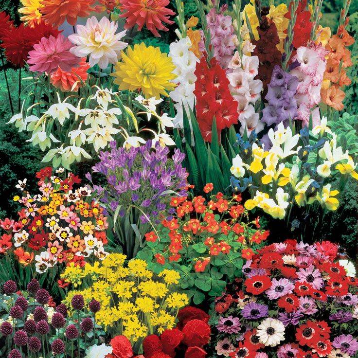 Многолетние цветы для дачи и огорода: обзор неприхотливых сортов с названиями и фото