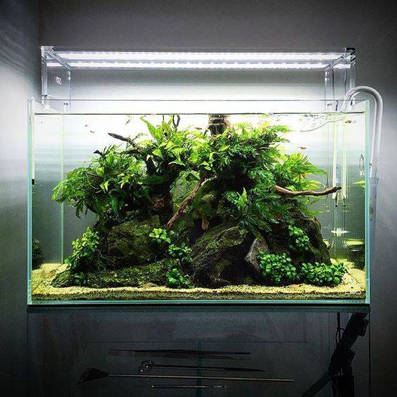 Оформление аквариума: самый красивый дизайн на 50, 100 и 200 литров с корягами и камнями для рыбок
 - 44 фото