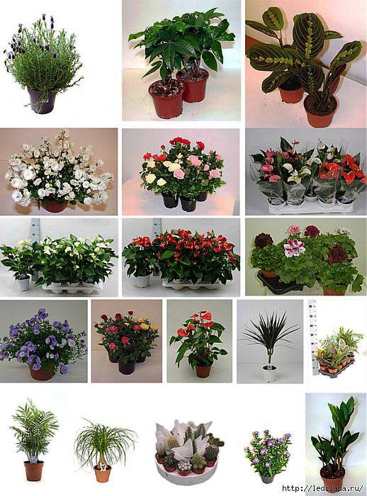 Самые популярные комнатные цветы