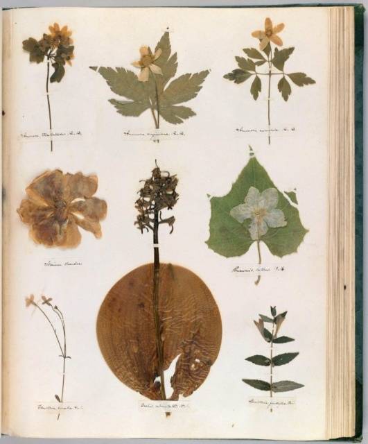 Как сделать гербарий: оформление альбома и засушка растений