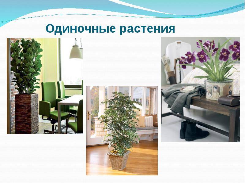 Напольные цветы для дома (23 фото): виды больших комнатных растений. примеры домашних крупных цветов на полу в интерьере