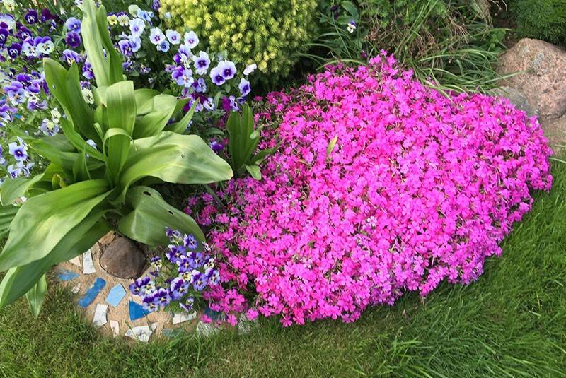 Неприхотливые и долгоцветущие цветы-многолетники для сада и дачи