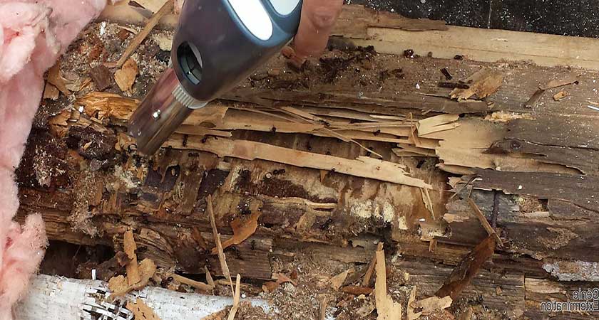Как быстро вывести муравьев из бани: химические средства и народные способы
