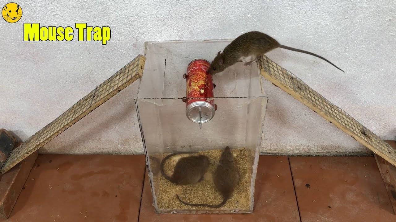 Мыши в доме