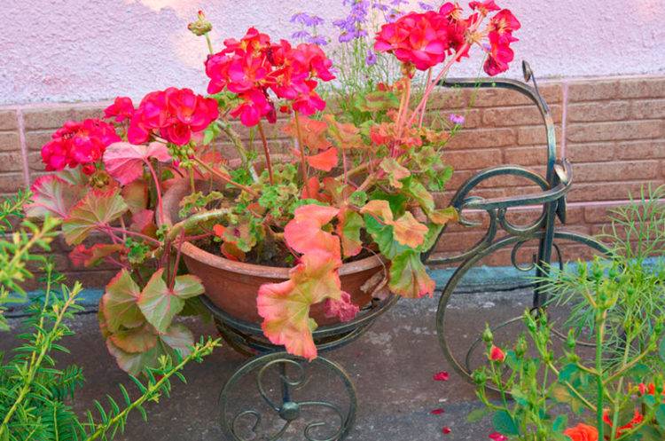 Журавельник или герань садовая многолетняя: посадка и уход в открытом грунте, фото и выращивание декоративного куста с пышными цветками