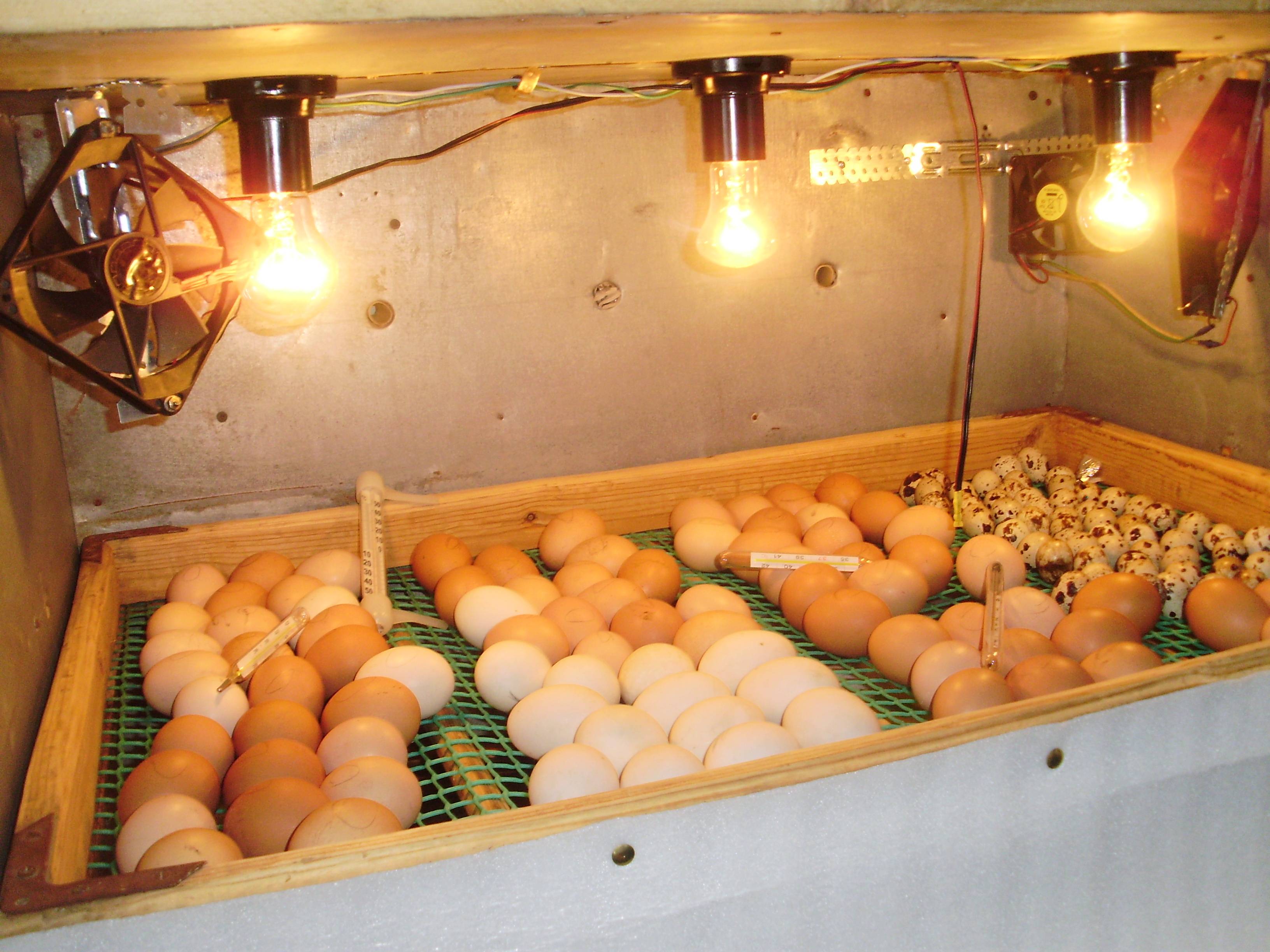 Инкубатор без света. Инкубатор Птицевод 64 яйца. Самодельный инкубатор. Инкубатор для яиц самодельный. Самодельный автоматический инкубатор.