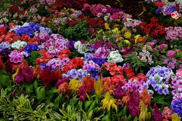 Неприхотливые цветы для дачи (63 фото): долгоцветущие однолетники для сада для ленивых и самые неприхотливые многолетние растения