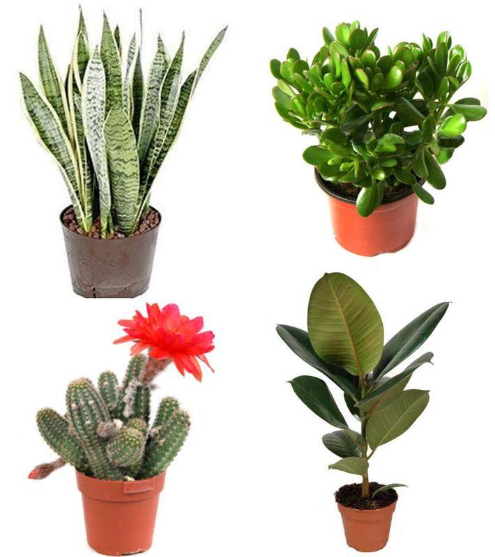 Неприхотливые цветущие комнатные растения (26 фото): какие домашние цветы самые простые в уходе? самые красивые и долгоцветущие цветы