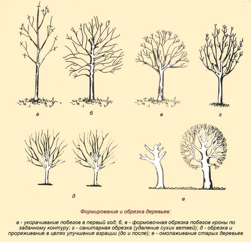 Фото и описания формирования крон деревьев и кустарников