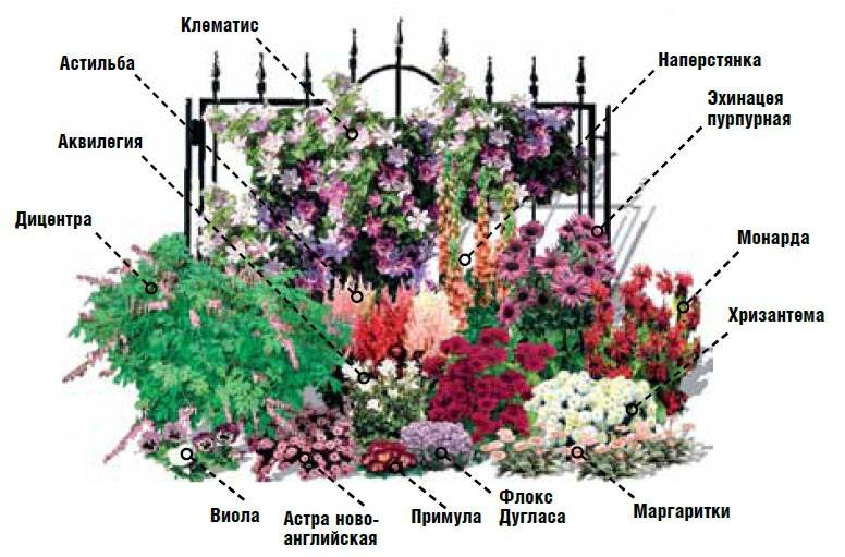 Как посадить цветы на клумбе схема