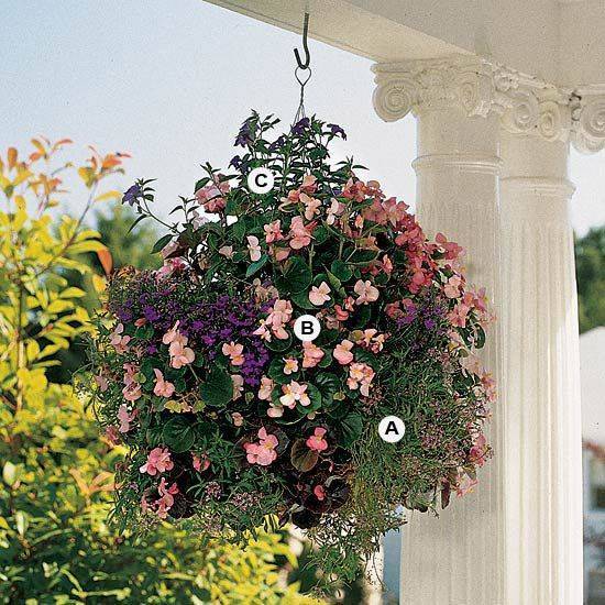 Ампельные цветы: названия и описания, особенности выбора и правила украшения балкона и сада, фото