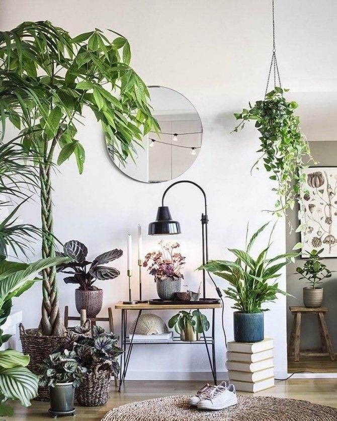 Красивые комнатные цветы (55 фото): броваллия и растения с декоративными листьями в горшках