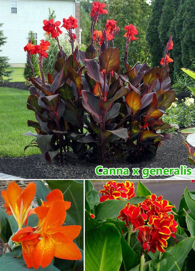 Цветок канна: описание и особенности, правила посадки в открытый грунт и ухода за растением