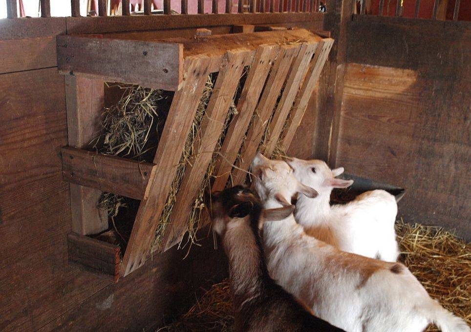 Кормушка для коз под сено фото своими руками