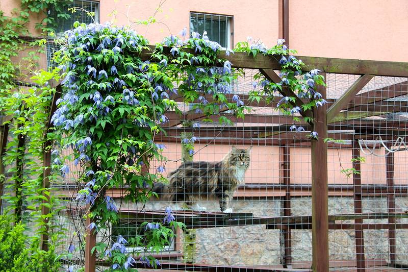 Вольер для кошек на даче своими руками — особенности конструкции