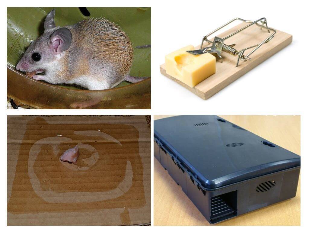 Мыши в доме: как избавиться навсегда, эффективные средства от мышей