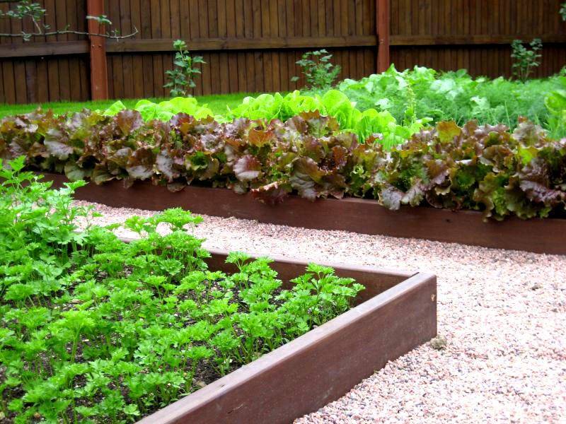 Пластиковые грядки: как сделать красивые садовые ограждения из обычной пластмассы
