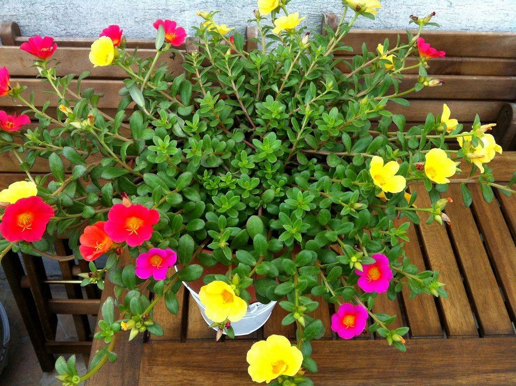 Портулак — практическое руководство по выращиванию садового цветка(90 фото)