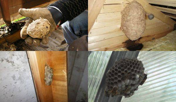 Как найти и убрать осиное гнездо на балконе дома летом моментально