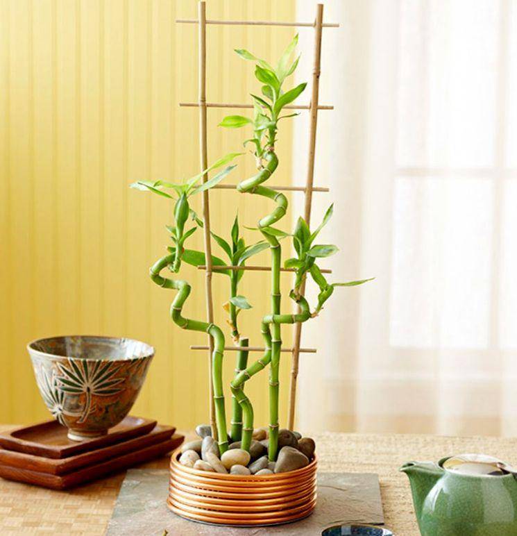 Комнатный бамбук — уход в домашних условиях