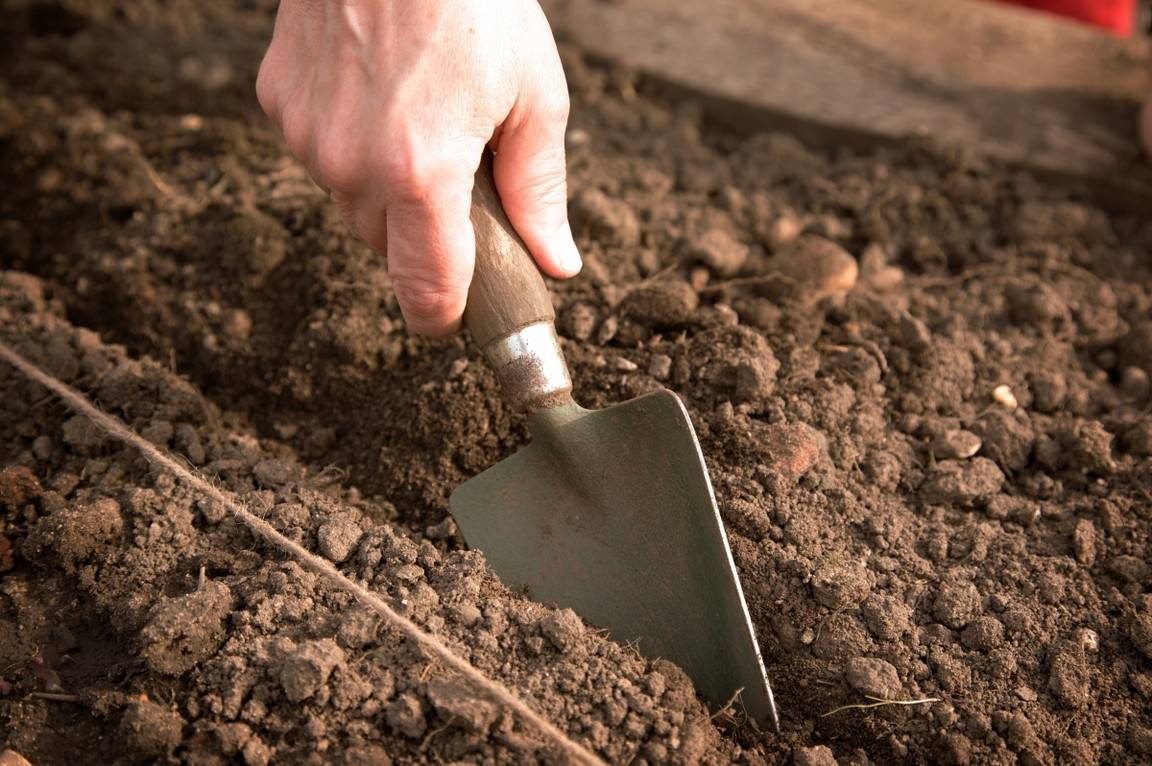 Как посадить и вырастить сибирский кедр на садовом участке