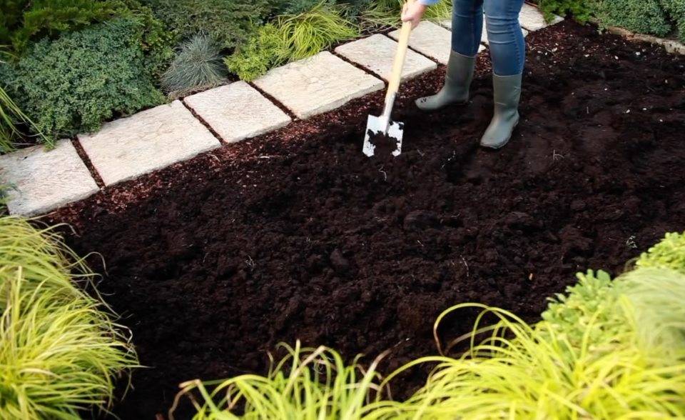 Чем засеять огород, чтобы не росли сорняки: выбираем сидераты