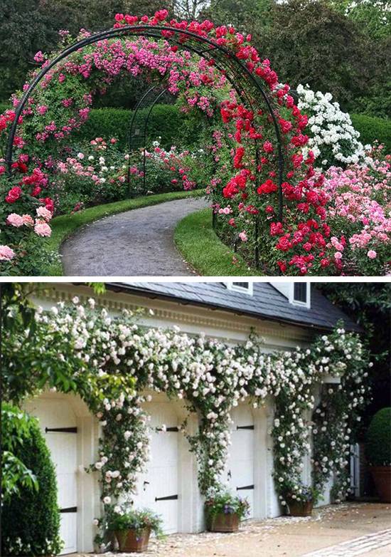 Плетистые розы в дизайне сада: потрясающие идеи для вдохновения + фото