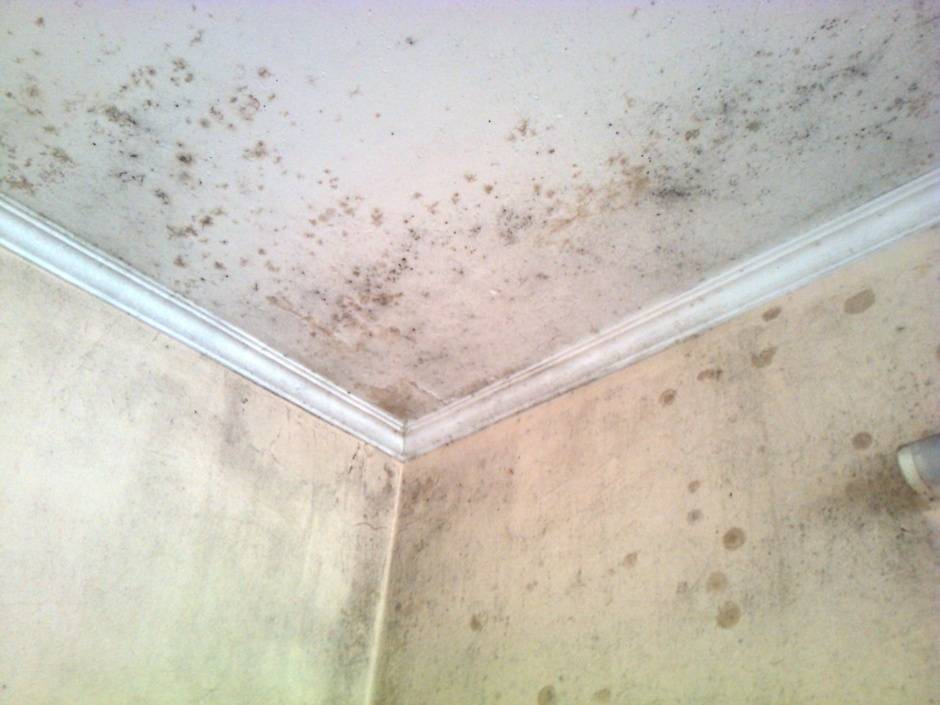 Как избавиться от плесени в ванной комнате – на потолке, стенах, швах