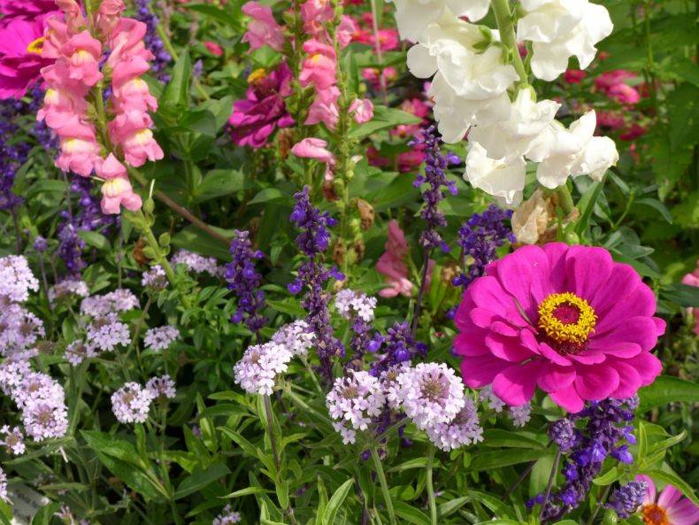 Многолетние цветы для дачи (88 фото): названия некапризных садовых многолетников. цветы для посадки на урале и в других регионах. какие можно посадить в августе?