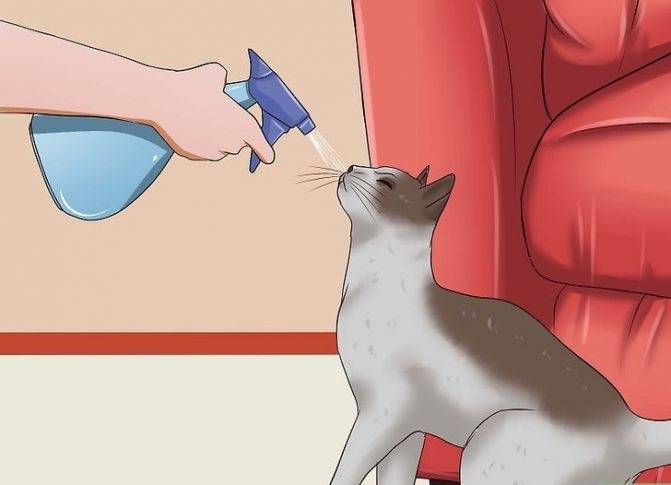 Советы, как отучить кота царапать мебель и обои
