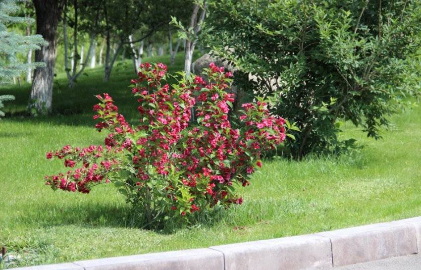 Вейгела цветущая «александра» (35 фото): описание кустарника вейгела флорида. посадка и уход за растением