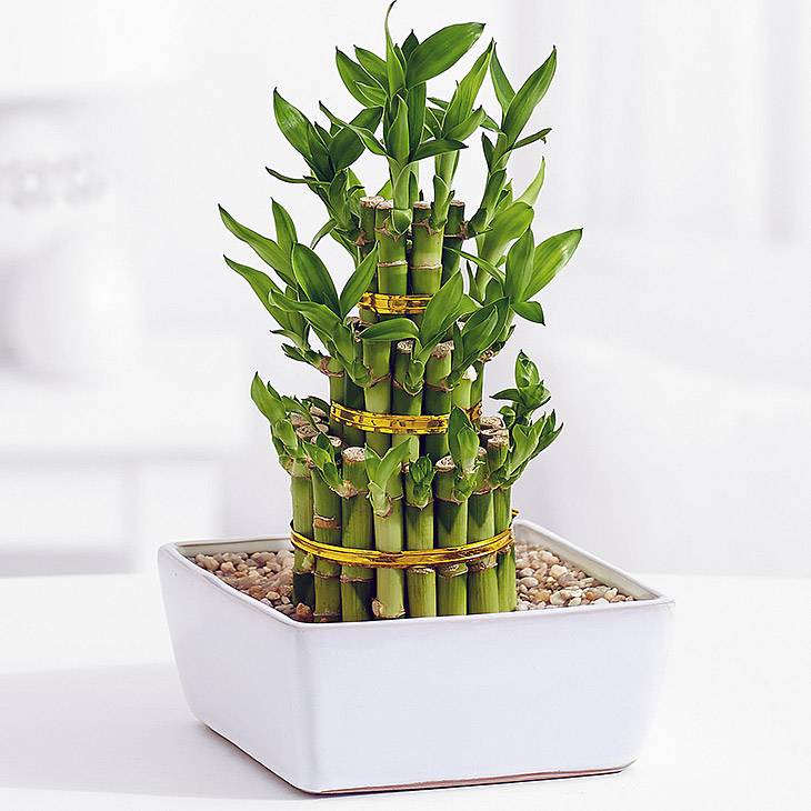 Узнайте о простоте ухода за комнатным растением бамбука и взращивайте собственное благосостояние