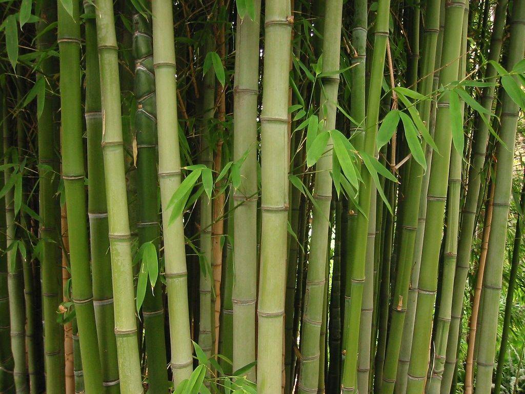 quenas de bambu profesionales de forex