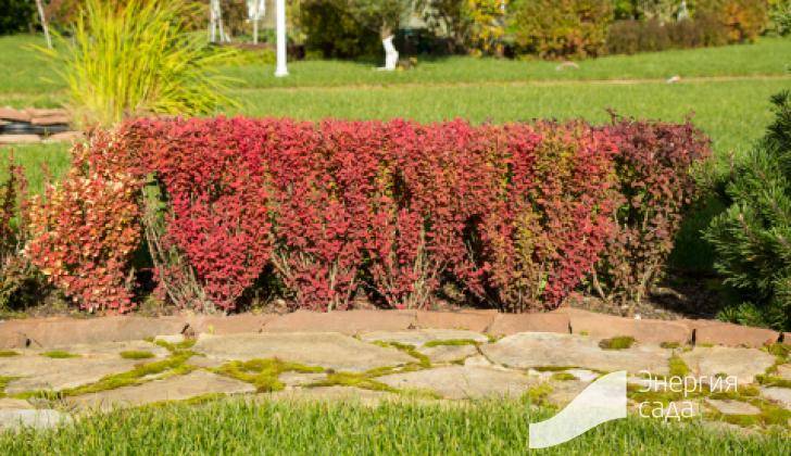 Карликовый барбарис (23 фото): низкорослые сорта, описание красных и желтых низких кустарников, посадка и уход