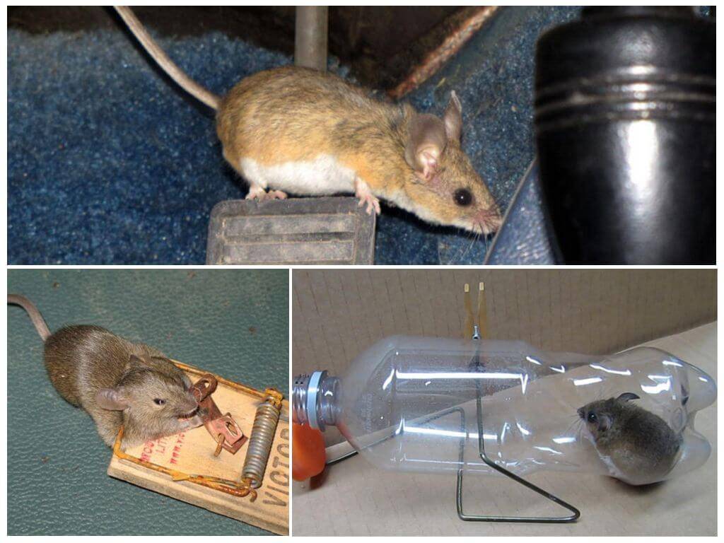 Как избавиться от мышей в частном доме: чего они боятся больше всего, народные средства для борьбы с грызунами