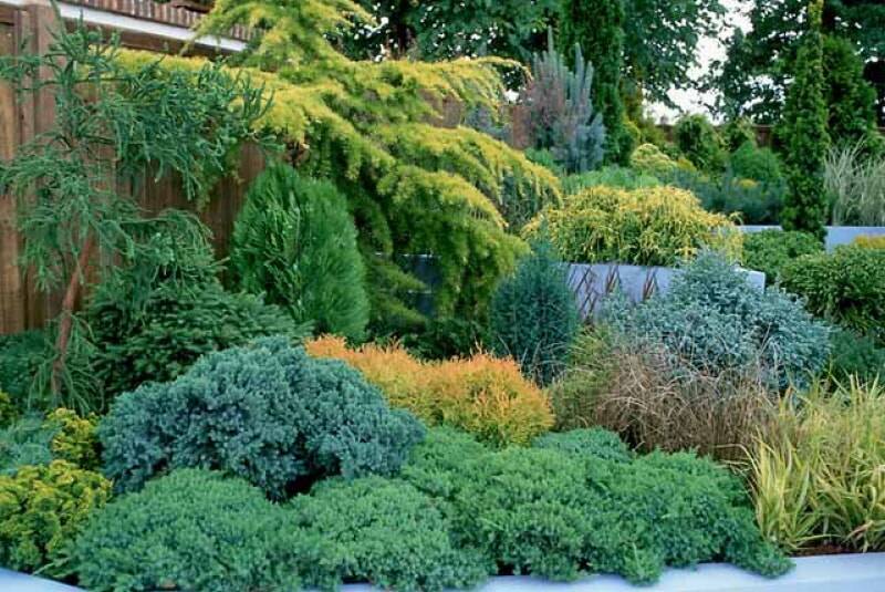 Хвойники в ландшафтном дизайне: растения для сада и дачи, готовые композиции перед домом с туями и можжевельником
 - 41 фото