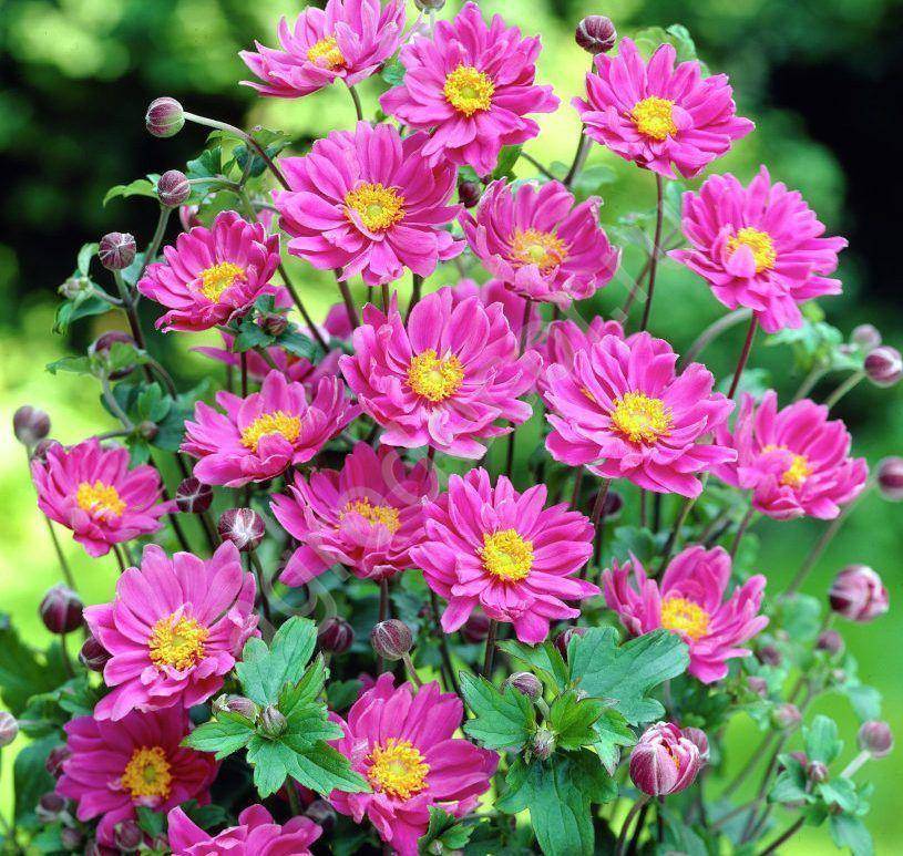 Цветы-многолетники для сада: неприхотливые, долгоцветущие, красивые, с фото и названиями