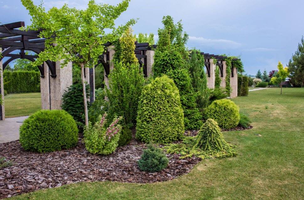 Цветущие и вечнозеленые декоративные кустарники для сада и дачи