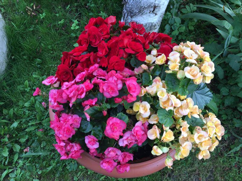 Бегония садовая: посадка и уход на клумбе в саду за многолетними цветами