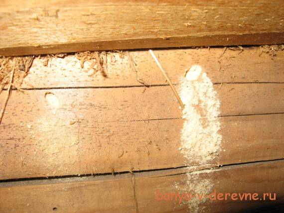 Как избавиться от древесных муравьев в деревянном доме навсегда