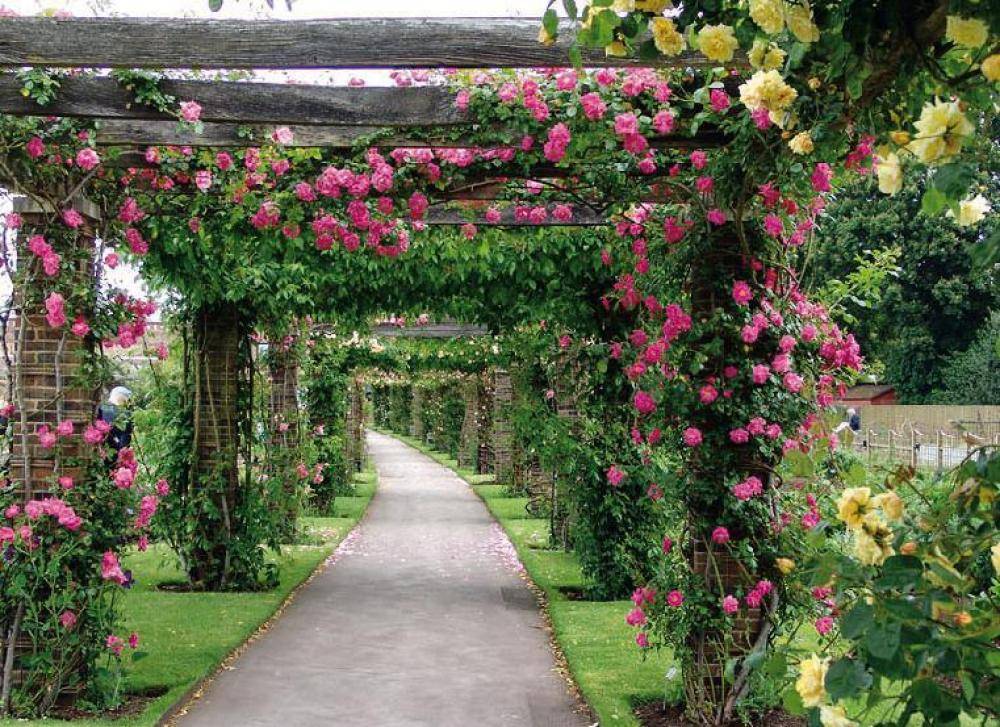 Украшаем участок плетистыми розами: базовые правила посадки и уход для постоянного цветения - огород, сад, балкон - медиаплатформа миртесен