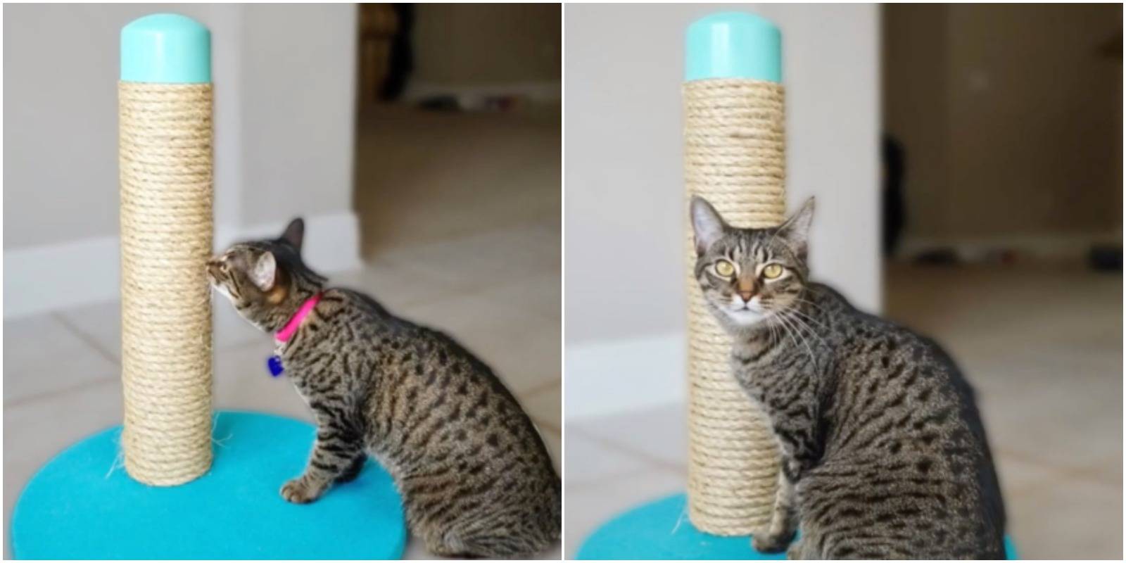 Когтеточка для кошек своими руками: схемы, размеры и чертежи, как сделать настенную и многоуровневую