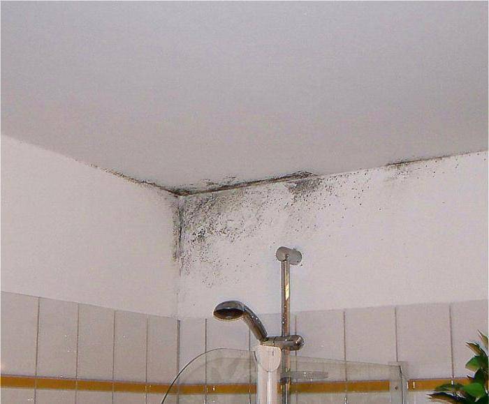 Как избавиться от плесени в ванной в домашних условиях?